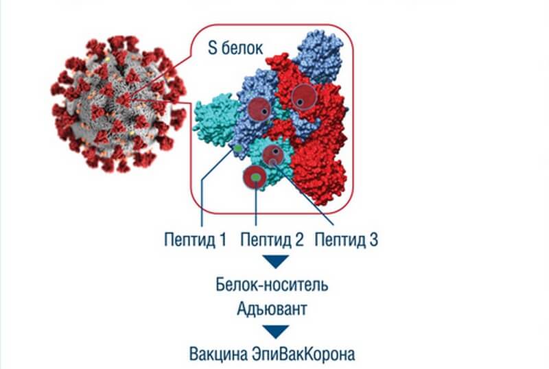 Формирование иммунитета